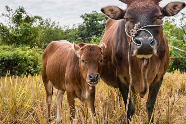小牛出生后为什么不吃奶,可能是不会吮吸、尚未开食等原因所导致
