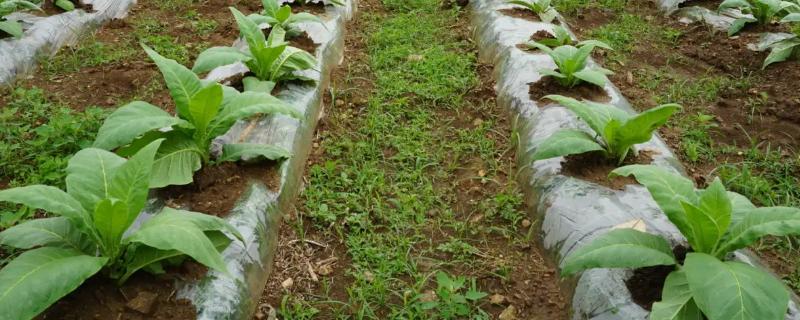 烟草的种植要点