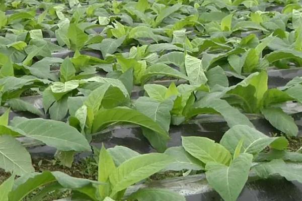 烟草的种植要点,清明至谷雨前要完成移栽