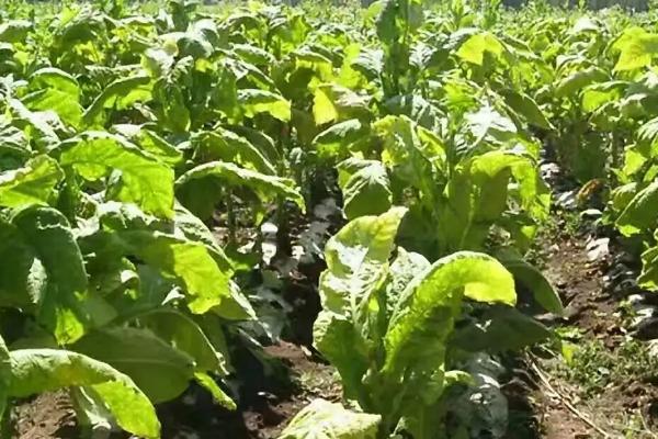 烟草的种植要点,清明至谷雨前要完成移栽