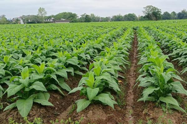 烟草的种植要点,清明至谷雨前要完成移栽