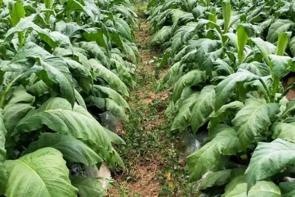 烟草的种植要点,清明至谷雨前要完成移栽