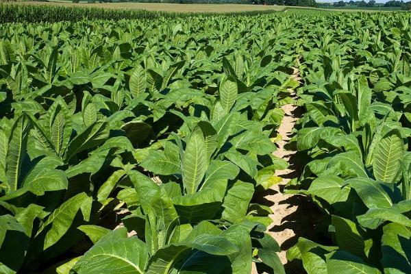 烟草的种植要点,清明至谷雨前要完成移栽