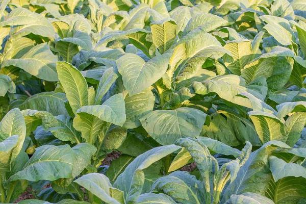 烟草的种植要点,清明至谷雨前要完成移栽