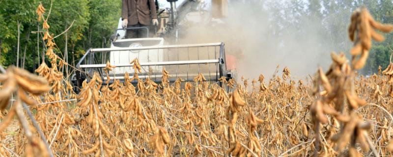 使用豆类收割机要注意什么