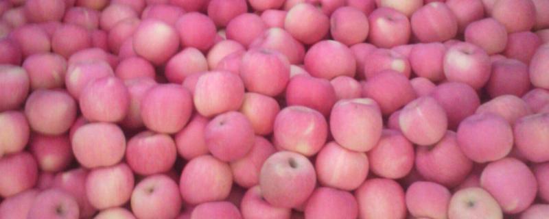 各地的苹果价格