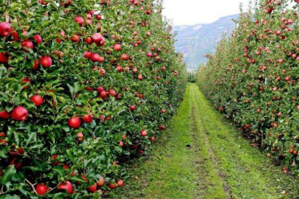 各地的苹果价格,地区不同售价也会有所区别