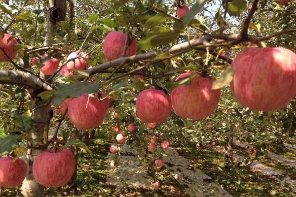 各地的苹果价格,地区不同售价也会有所区别