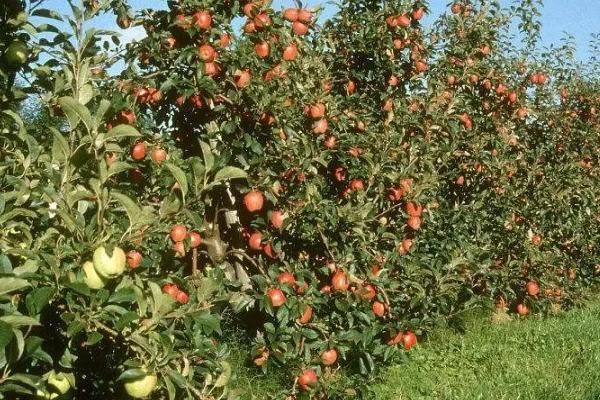 各地的苹果价格,地区不同售价也会有所区别