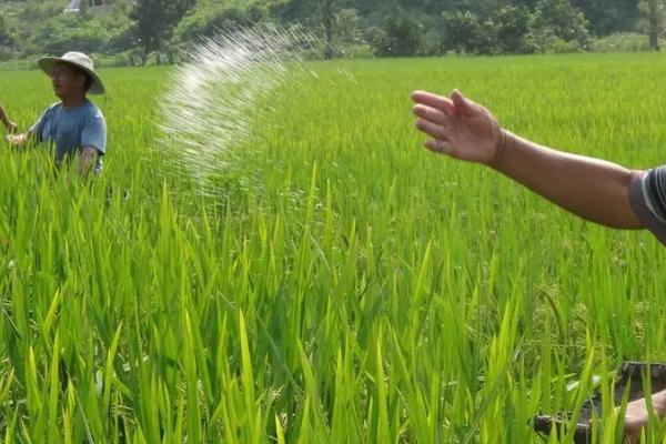 气候条件与施肥有什么关系,多雨季节有助于肥料分解