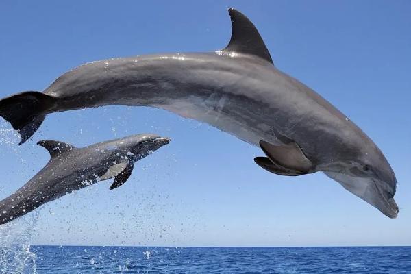 海豚是不是动物类,属于哺乳类动物