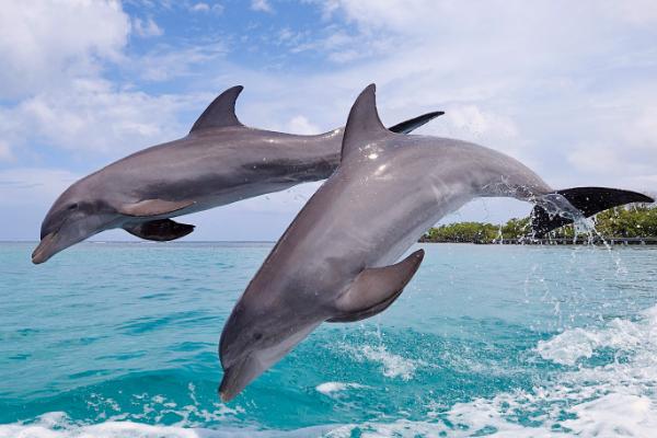海豚是不是动物类,属于哺乳类动物