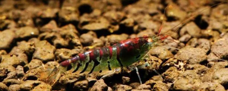 虎纹虾可以长到什么程度