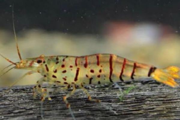 虎纹虾可以长到什么程度,成年后体长只有2-3厘米