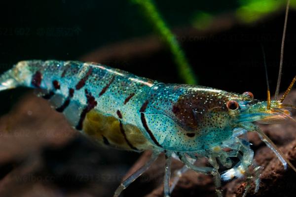 虎纹虾可以长到什么程度,成年后体长只有2-3厘米