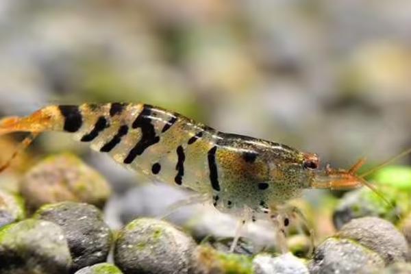 虎纹虾可以长到什么程度,成年后体长只有2-3厘米