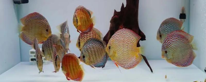 养七彩神仙鱼用哪种鱼缸