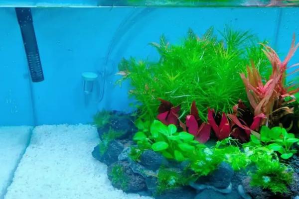 养七彩神仙鱼用哪种鱼缸,使用玻璃缸比较合适