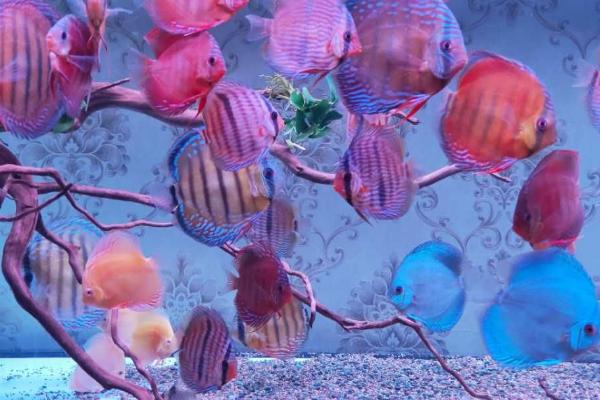 养七彩神仙鱼用哪种鱼缸,使用玻璃缸比较合适