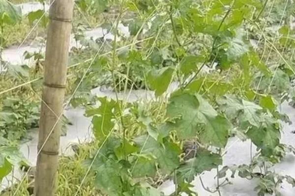 丝瓜怎么种植，施足基肥后可亩栽2800株左右