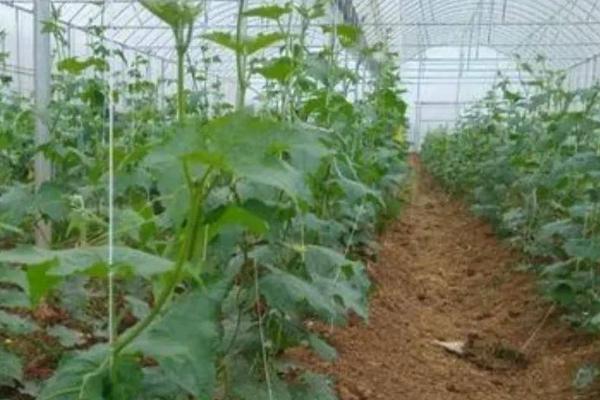 丝瓜怎么种植，施足基肥后可亩栽2800株左右