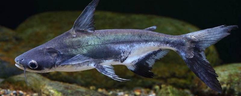 成吉思汗鱼吃什么