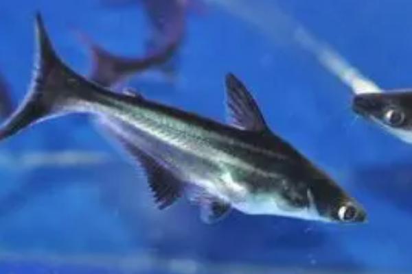 成吉思汗鱼吃什么,幼年时期以浮游动物为食