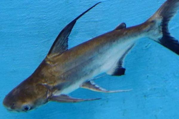 成吉思汗鱼吃什么,幼年时期以浮游动物为食