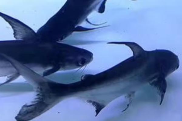 成吉思汗鱼吃什么,幼年时期以浮游动物为食