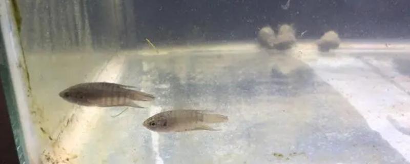 斗鱼卵过多久才能孵化