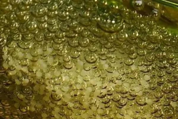 斗鱼卵过多久才能孵化,通常只需24-36小时