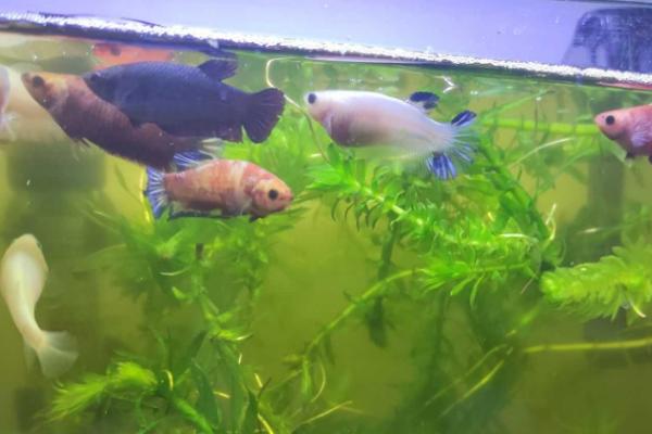 斗鱼卵过多久才能孵化,通常只需24-36小时