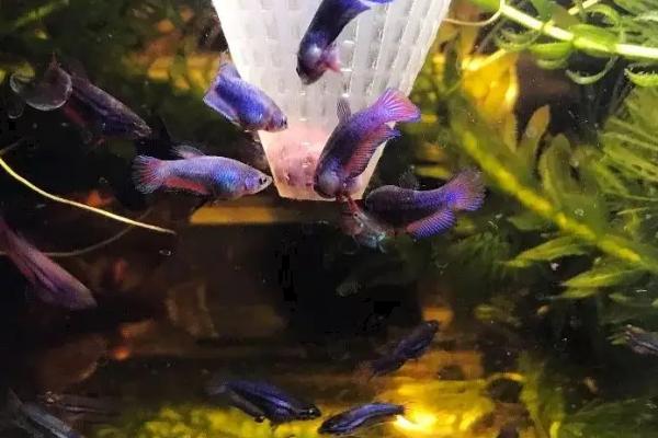 斗鱼卵过多久才能孵化,通常只需24-36小时