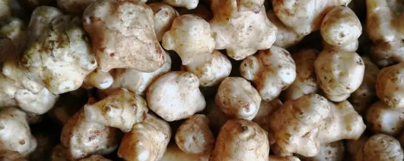 洋姜的收获时间