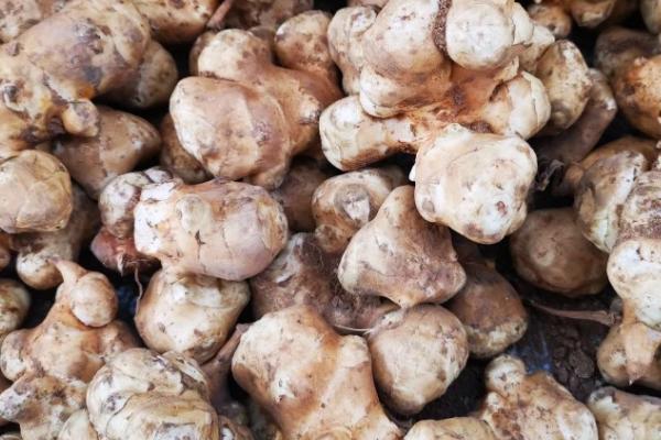 洋姜的收获时间,一般为10-12月份