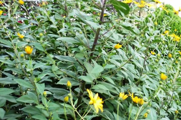 洋姜的收获时间,一般为10-12月份