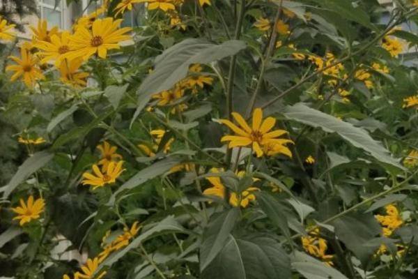 洋姜的收获时间,一般为10-12月份