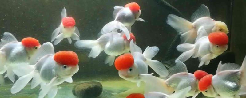 公鱼和母鱼有什么区别