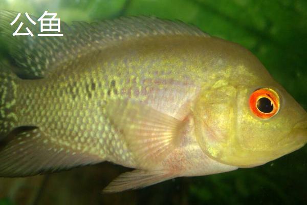 公鱼和母鱼有什么区别,公鱼色泽鲜艳,母鱼色泽暗淡