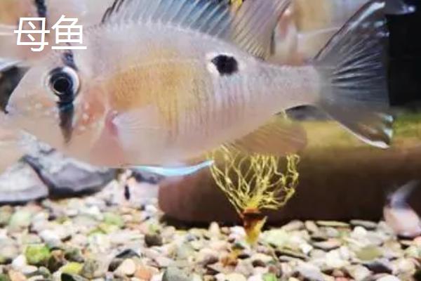 公鱼和母鱼有什么区别,公鱼色泽鲜艳,母鱼色泽暗淡