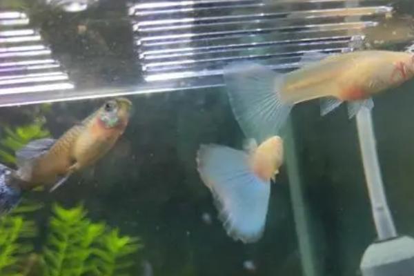 公鱼和母鱼有什么区别,公鱼色泽鲜艳,母鱼色泽暗淡