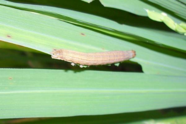 小麦粘虫,主要为害叶片