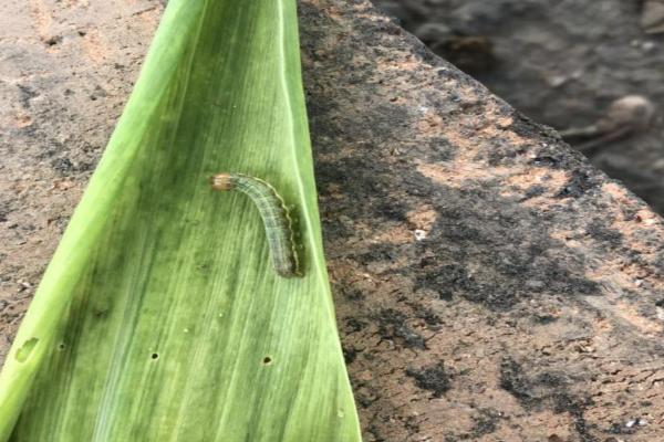 小麦粘虫,主要为害叶片