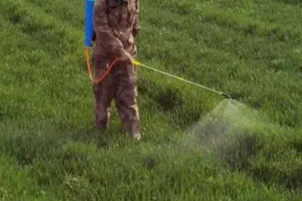 小麦粘虫,主要为害叶片