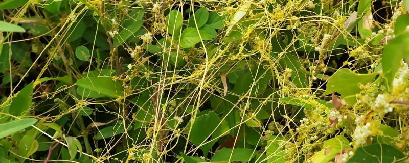 菟丝子什么时候收获