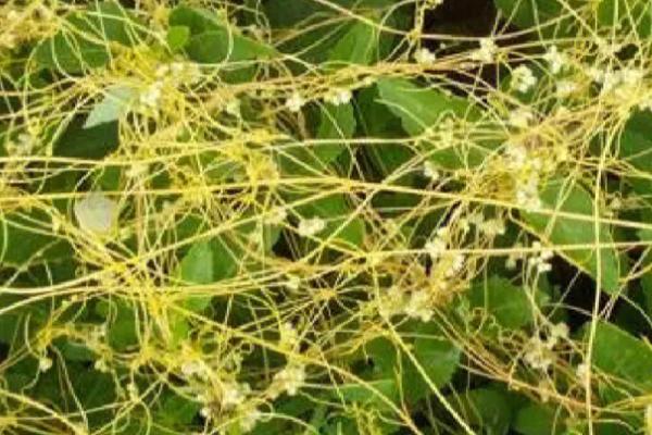 菟丝子什么时候收获,收获的时间是十一月份