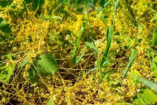 菟丝子什么时候收获,收获的时间是十一月份