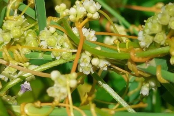 菟丝子什么时候收获,收获的时间是十一月份