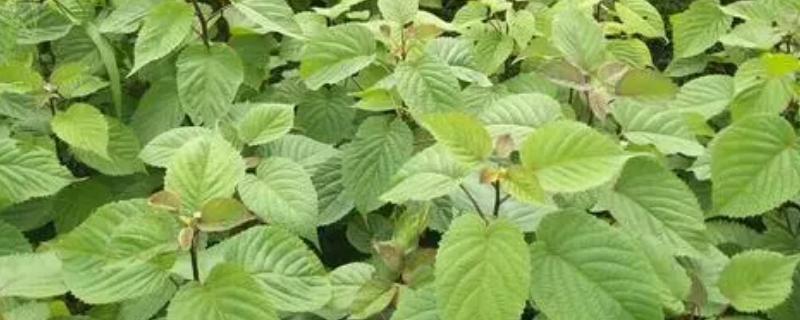 珙桐的种植方法