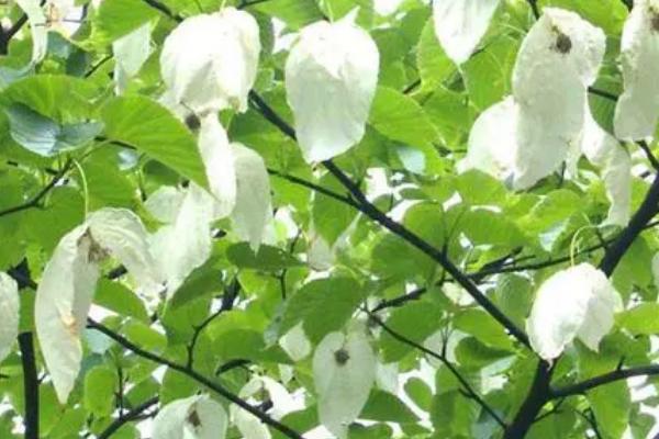 珙桐的种植方法,整地催芽后、可进行条播或撒播